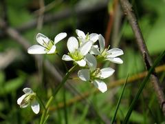 Cardamine diphylla