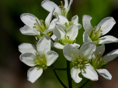 Cardamine diphylla