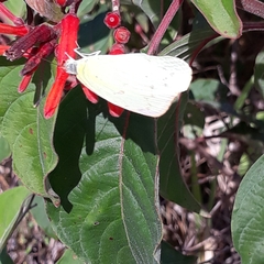 Aphrissa statira statira