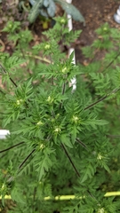 Ambrosia artemisiifolia