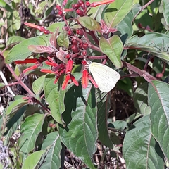 Aphrissa statira statira