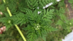 Ambrosia artemisiifolia