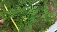 Ambrosia artemisiifolia