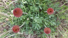 Gaillardia suavis
