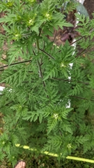Ambrosia artemisiifolia