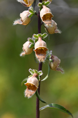 Digitalis ferruginea