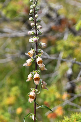 Digitalis ferruginea