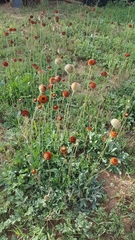Gaillardia suavis