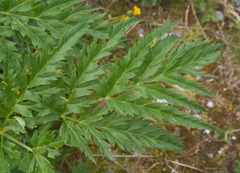 Molopospermum peloponnesiacum