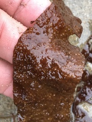 Grateloupia doryphora