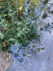 Eryngium planum