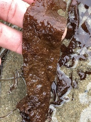 Grateloupia doryphora
