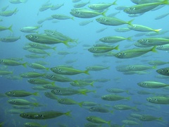 Jack Mackerel photo 3