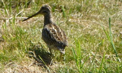 Gallinago magellanica