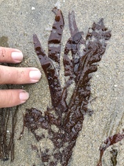 Grateloupia doryphora
