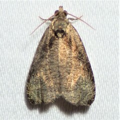 Olethreutes exoletum