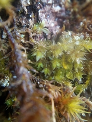 Ptychostomum moravicum