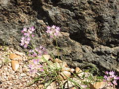 Allium drummondii
