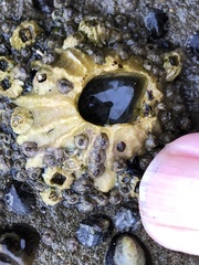 Semibalanus cariosus