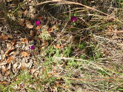 Callirhoe involucrata