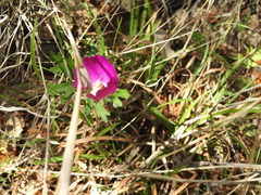 Callirhoe involucrata