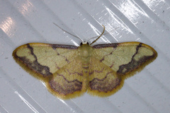 Idaea ostrinaria