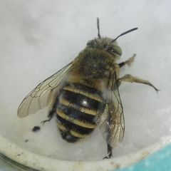 Amegilla