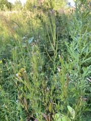Epilobium pseudorubescens