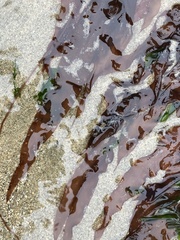 Grateloupia doryphora