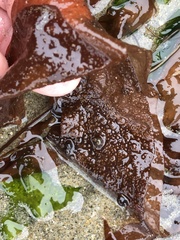 Grateloupia doryphora