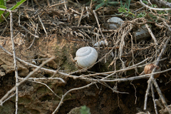 Xeropicta derbentina