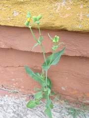 Sonchus oleraceus