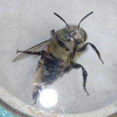 Amegilla