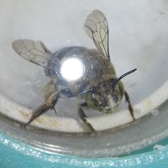 Amegilla