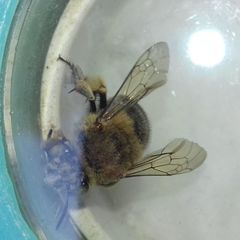 Amegilla