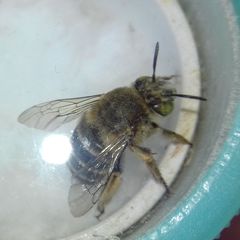Amegilla