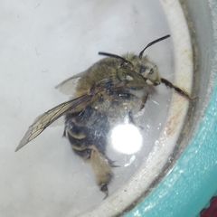 Amegilla