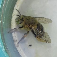Amegilla