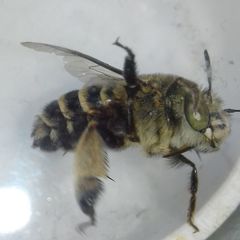 Amegilla