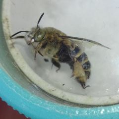 Amegilla