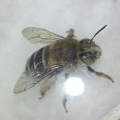 Amegilla