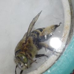 Amegilla
