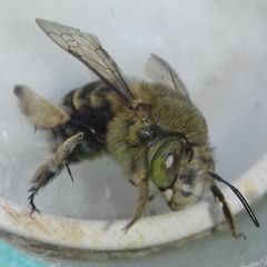 Amegilla