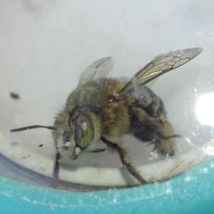 Amegilla