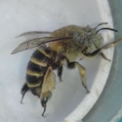 Amegilla