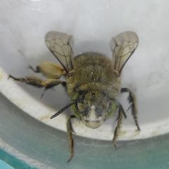 Amegilla