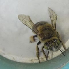 Amegilla
