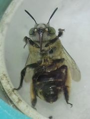Amegilla