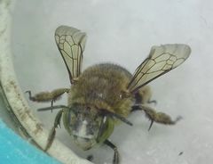 Amegilla