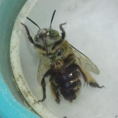 Amegilla